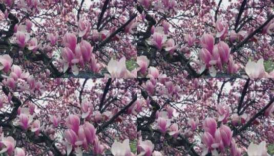 春天的玉兰花树高清在线视频素材下载