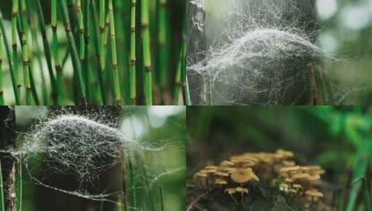 长白山野生菌类林蛙蜘蛛高清在线视频素材下载