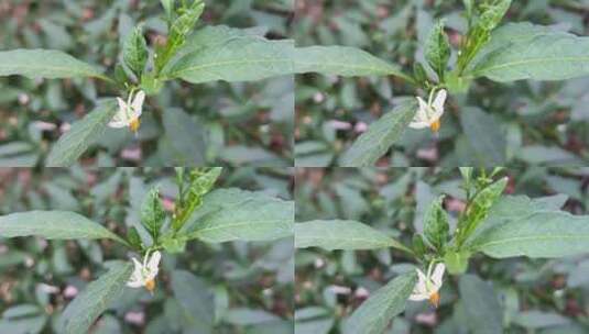 辣椒花朵特写高清在线视频素材下载