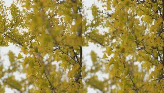 秋天树叶实拍高清在线视频素材下载