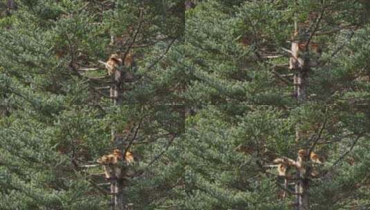 湖北神农架金丝猴高清在线视频素材下载