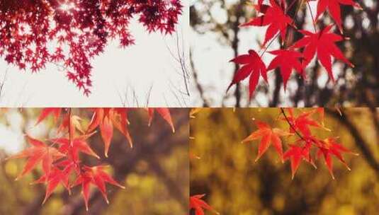 金秋红色枫树叶2高清在线视频素材下载