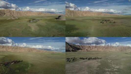 蓝天白云下的草原上奔跑的马群高清在线视频素材下载