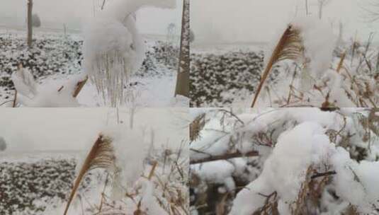 挂满雪的枝头高清在线视频素材下载