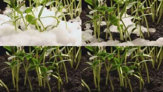 冰雪融化种子发芽生长高清在线视频素材下载