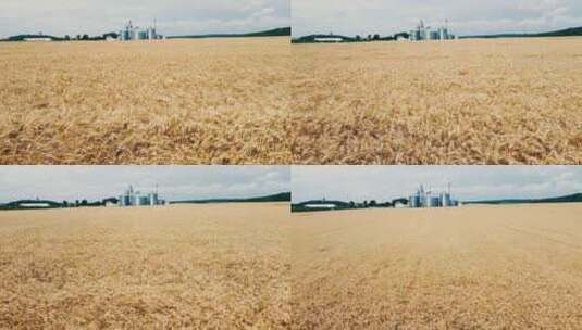秋耕水稻水稻谷农业丰收稻田小麦粮食耕种高清在线视频素材下载