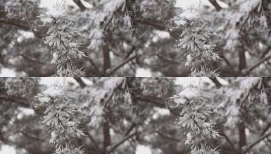松树松针上的积雪和飞舞的雪花飘落2高清在线视频素材下载