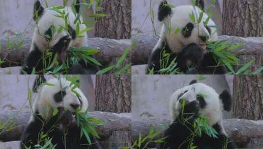 可爱的熊猫吃竹子高清在线视频素材下载
