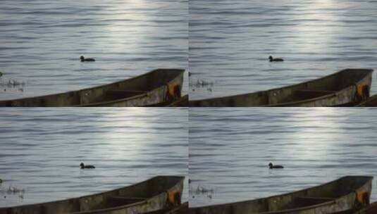 鸭子在湖面上游泳钻进了水中唯美古风高清在线视频素材下载
