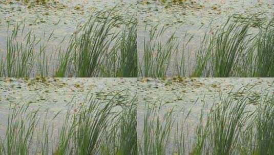 湖边水草风吹芦苇大河江河江边湖泊湖畔岸边高清在线视频素材下载