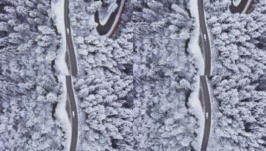 航拍汽车行驶在雪松松林的道路上高清在线视频素材下载