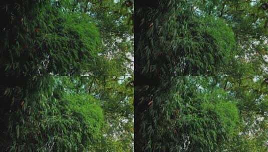农村森林里随风飘动的树叶竹林竹叶01高清在线视频素材下载
