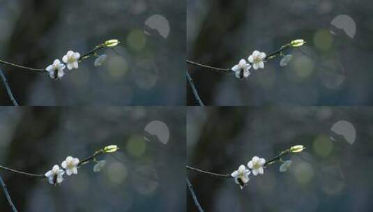 4k梅花开花蜜蜂采蜜逆光唯美植物空镜片头高清在线视频素材下载