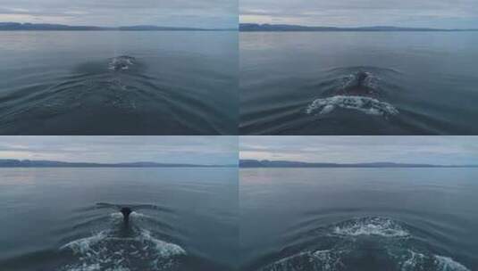 鲸鱼在水面 鲸鱼高清在线视频素材下载