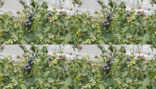 蓝莓开花结果采摘种植园果汁酱特写大棚基地高清在线视频素材下载