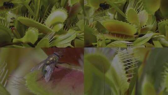 食虫草 植物高清在线视频素材下载
