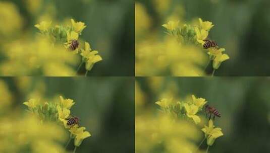 蜜蜂与油菜花高清在线视频素材下载