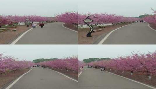 湖南省常宁市百万樱花园1080竖版航拍风光高清在线视频素材下载
