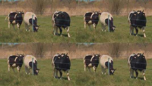 草地上的奶牛高清在线视频素材下载
