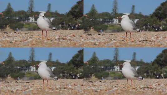 一只海鸥站在沙滩上高清在线视频素材下载