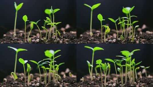 树苗发芽生长成长植物视频素材高清在线视频素材下载