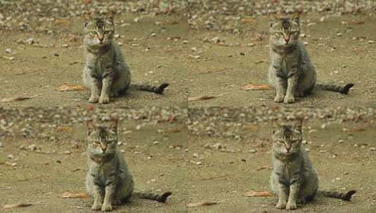 村里留守的猫高清在线视频素材下载