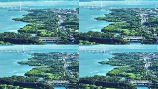 航拍绿色深圳湾大桥深圳湾公园高清在线视频素材下载