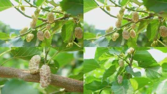 白桑葚种植基地高清在线视频素材下载