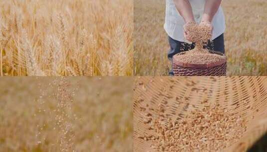 小麦麦田成熟高清在线视频素材下载