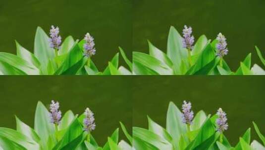 植物 花 夏天 绿色4K高清在线视频素材下载