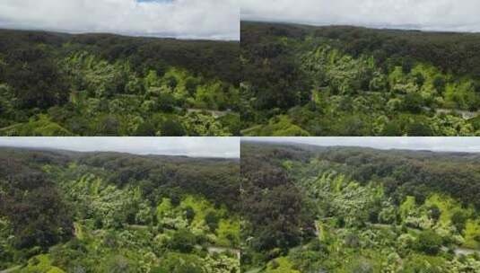 热带雨林的上空高清在线视频素材下载