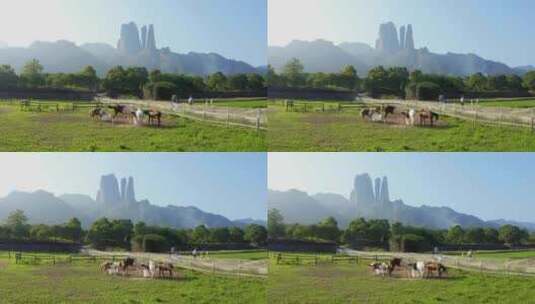 浙江省衢州江郎山跑马场马群航拍高清在线视频素材下载