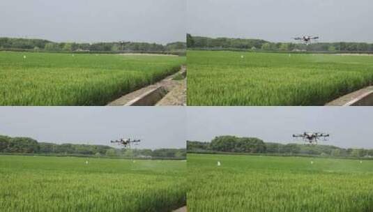 蓝天白云下大面积绿色的稻田无人机高清高清在线视频素材下载