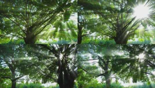 光线阳光穿过森林 树林 树荫 丁达尔光效高清在线视频素材下载