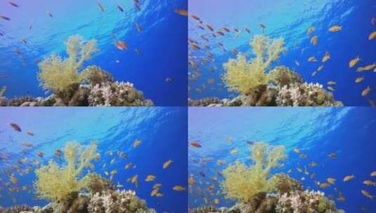 海洋里的鱼群高清在线视频素材下载