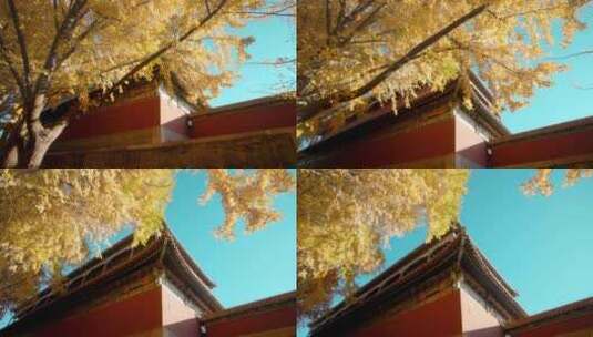 北京故宫紫禁城秋天延禧宫的银杏树与红墙高清在线视频素材下载