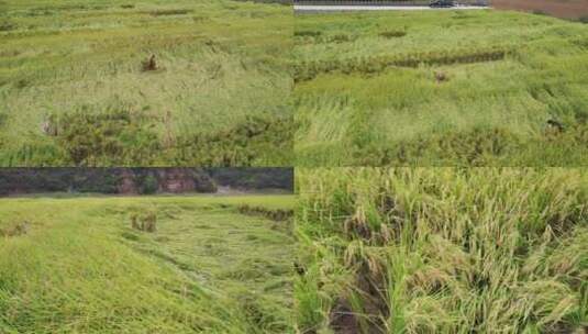 收割水稻高清在线视频素材下载