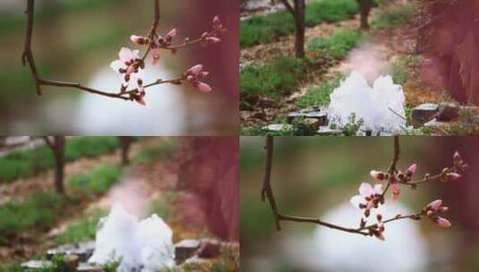 鲜花与泉水 特写拍摄镜头高清在线视频素材下载