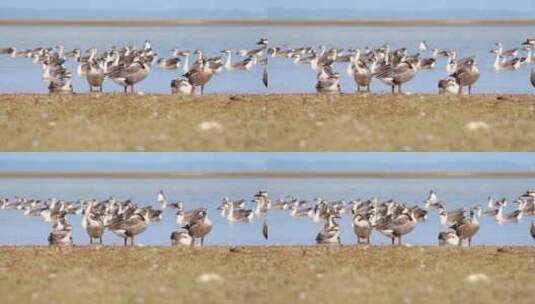 湖边成群的鸭子在戏水4K高清在线视频素材下载