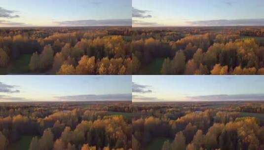 秋天，阳光照耀着金色的树顶，从树上升起的空中拍摄高清在线视频素材下载