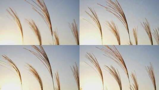 夕阳下的芦苇草高清在线视频素材下载