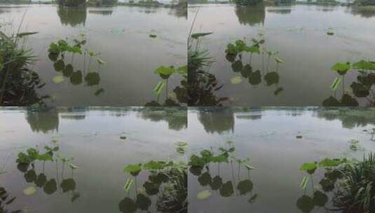 自然风光树枝树叶无锡太湖鼋头渚风景区实拍高清在线视频素材下载