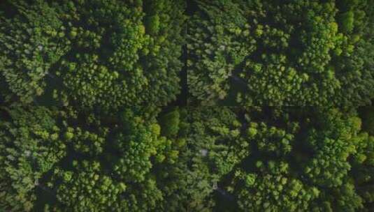 位于东欧立陶宛安尼克斯艾的树梢人行道的美丽鸟瞰图。顶部d高清在线视频素材下载