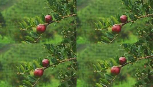 茶油果 油茶果 油茶种植高清在线视频素材下载