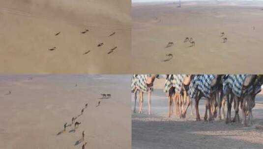 丝绸之路驼队骆驼高清在线视频素材下载
