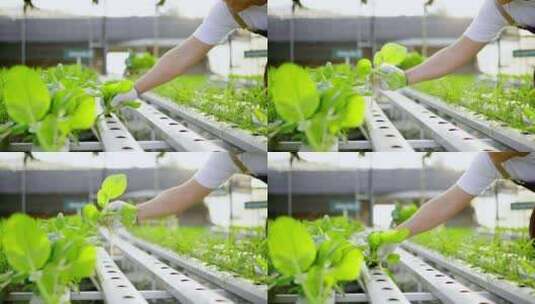 无土栽培绿色的有机蔬菜高清在线视频素材下载