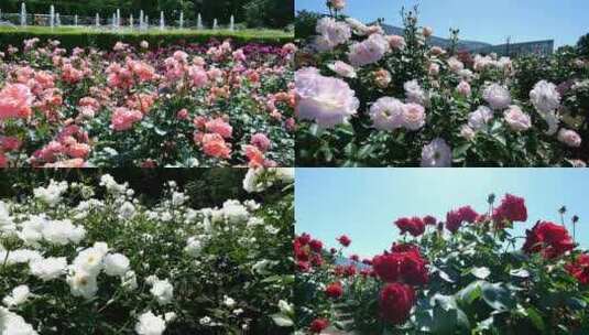 花圃鲜花玫瑰花花园花海高清在线视频素材下载