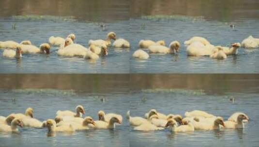 刚出生的散养小鹅在水里觅食高清在线视频素材下载