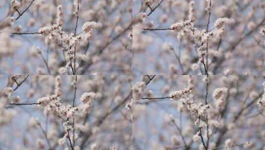 蜜蜂在杏树花朵里采蜜高清在线视频素材下载