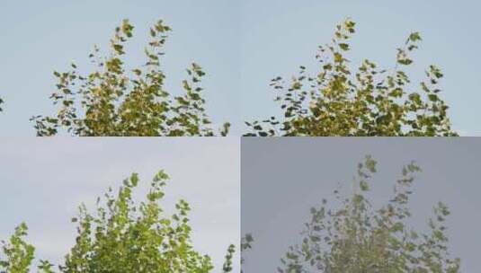树枝随风摆动清新空镜头LOG高清在线视频素材下载